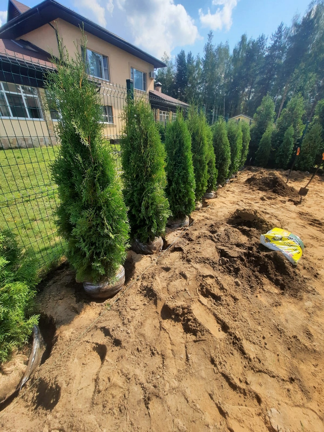 Посадка растений