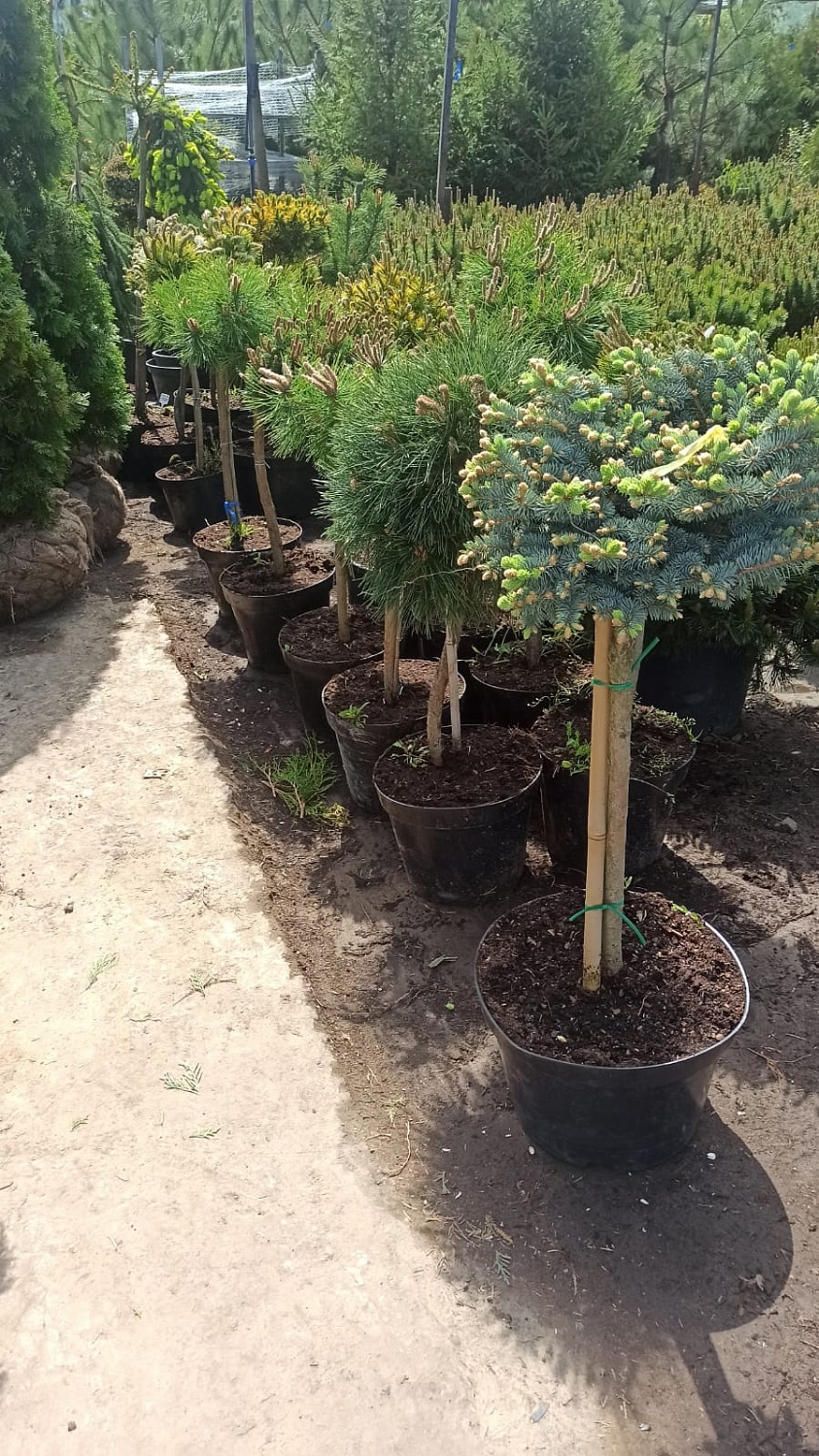 Посадка растений