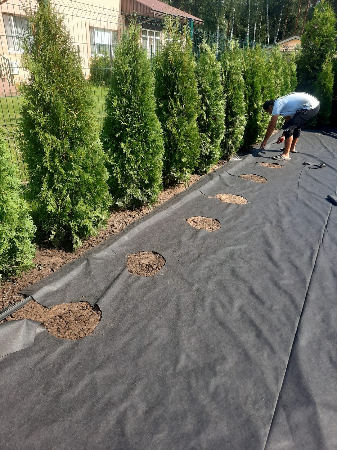 Посадка растений